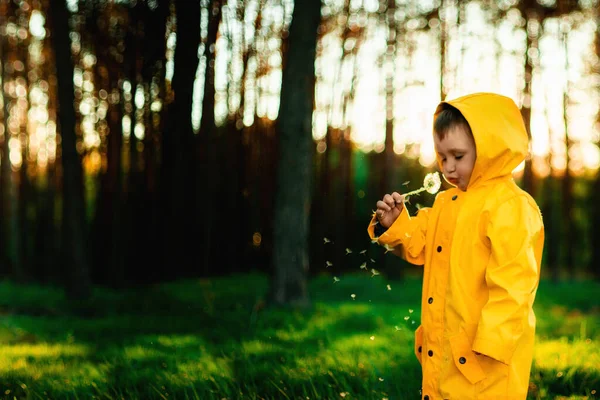 Liten Pojke Gul Jacka Vid Solnedgången Skogen Blåser Maskros Naturvårds — Stockfoto