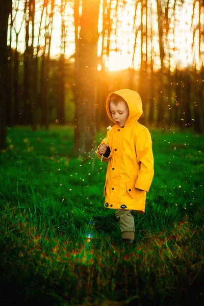 Kleine Jongen Een Geel Jasje Bij Zonsondergang Het Bos Die — Stockfoto