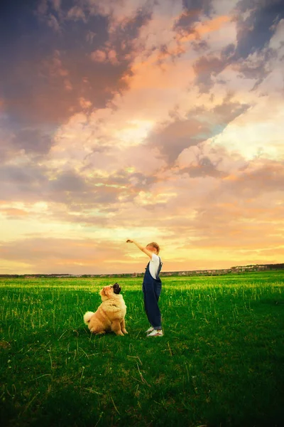 一个穿着粗斜纹棉布工作服的快乐小女孩在街上和一只大胖胖的狗玩耍 爱护动物的概念 照顾好动物 快乐的孩子 狗品种赵超 — 图库照片