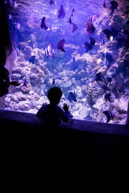 Küçük bir çocuk akvaryumdaki balıkları izliyor. Okyanus. Akvaryumdaki okyanus balığı. Doğa koruma kavramı. Mutlu çocuk