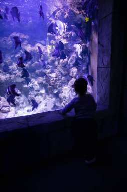 Küçük bir çocuk akvaryumdaki balıkları izliyor. Okyanus. Akvaryumdaki okyanus balığı. Doğa koruma kavramı. Mutlu çocuk