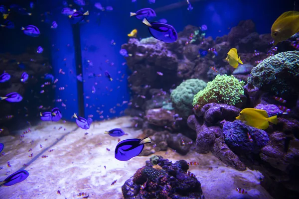 水族馆里的鱼海洋 水族馆里的洋鱼 自然保护概念 — 图库照片
