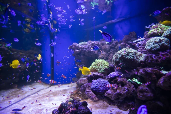 Vissen Het Aquarium Oceanarium Zeevissen Het Aquarium Natuurbeschermingsconcept — Stockfoto