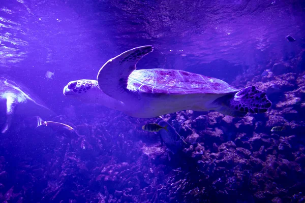 Vissen Het Aquarium Oceanarium Zeevissen Het Aquarium Natuurbeschermingsconcept — Stockfoto