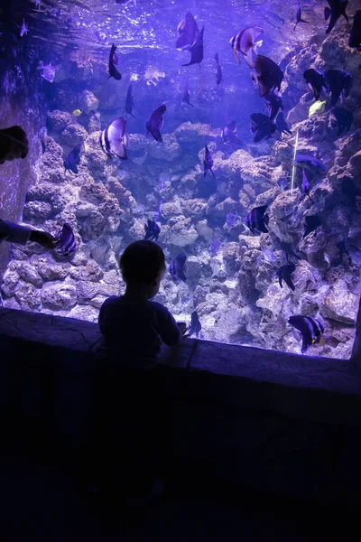 Een Klein Kind Kijkt Naar Vissen Een Aquarium Oceanarium Zeevissen — Stockfoto