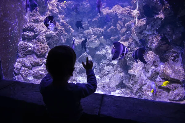 어린아이는 수족관에서 물고기를 아쿠아리움의 물고기 — 스톡 사진