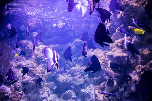 Vissen Het Aquarium Oceanarium Zeevissen Het Aquarium Natuurbeschermingsconcept — Stockfoto