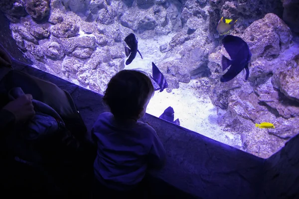 Een Klein Kind Kijkt Naar Vissen Een Aquarium Oceanarium Zeevissen — Stockfoto