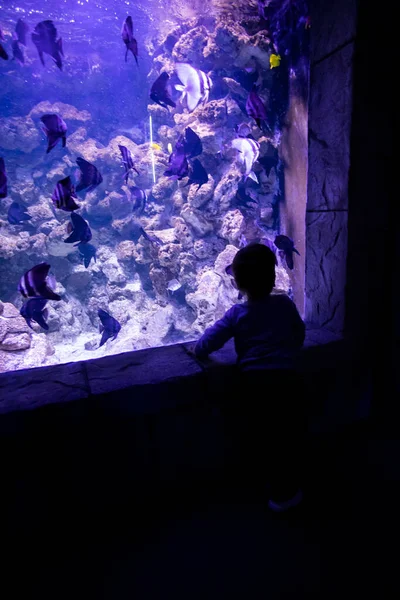Ένα Μικρό Παιδί Βλέπει Ψάρια Ενυδρείο Ωκεανάριο Ωκεανό Ψάρι Στο — Φωτογραφία Αρχείου