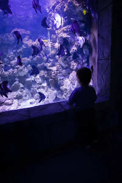 Een Klein Kind Kijkt Naar Vissen Een Aquarium Oceanarium Zeevissen — Stockfoto