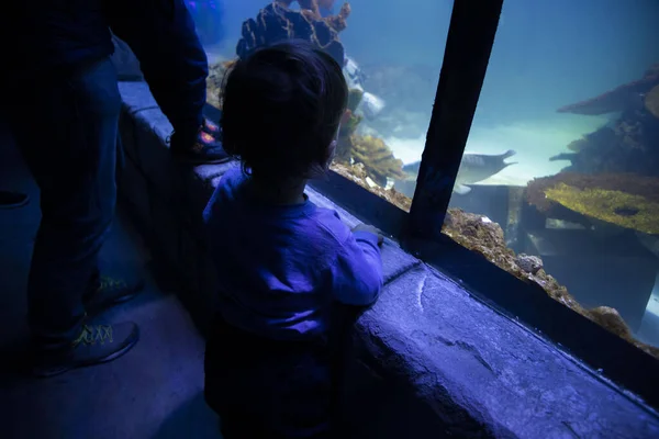 Маленька Дитина Спостерігає Рибою Акваріумі Океанаріум Океанічна Риба Акваріумі Концепція — стокове фото