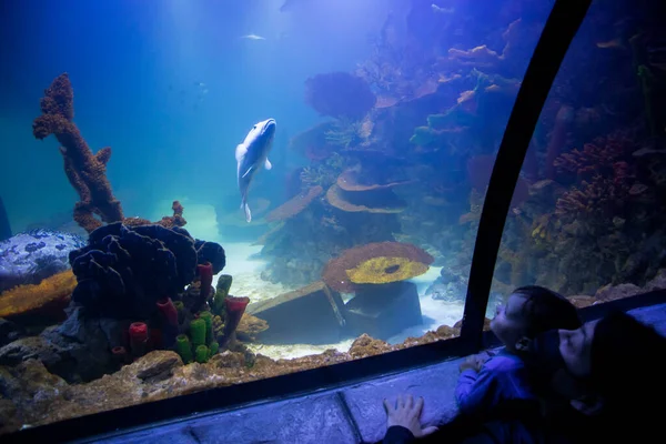 Een Klein Kind Kijkt Naar Vissen Een Aquarium Oceanarium Zeevissen — Stockfoto