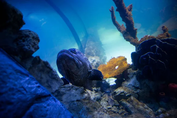 Рыба Аквариуме Океанариум Океанская Рыба Акватории Концепция Охраны Природы — стоковое фото