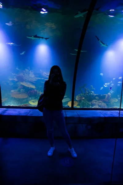 一个男人在水族馆里看着鱼 水族馆里的洋鱼 自然保护概念 — 图库照片