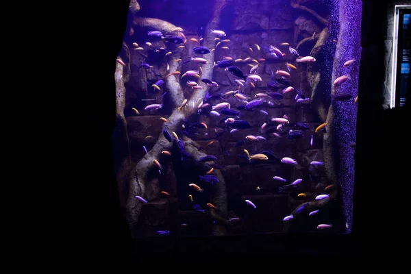 Vissen Het Aquarium Oceanarium Zeevissen Het Aquarium Natuurbeschermingsconcept — Stockfoto