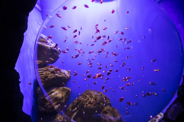 Fische Aquarium Ozeanarium Ozeanfische Aquarium Naturschutzkonzept — Stockfoto