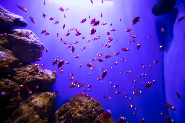 Akvaryumdaki Balıklar Okyanus Akvaryumdaki Okyanus Balığı Doğa Koruma Kavramı — Stok fotoğraf