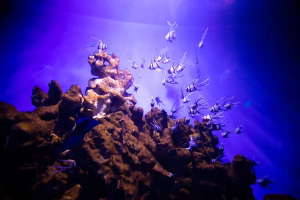 Ryby Akváriu Oceárium Mořské Ryby Akváriu Koncept Ochrany Přírody — Stock fotografie