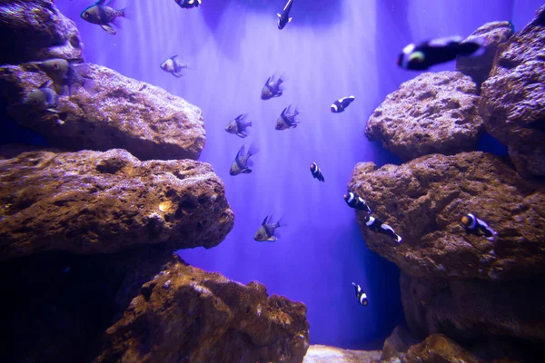水族馆里的鱼海洋 水族馆里的洋鱼 自然保护概念 — 图库照片