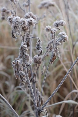 Hoarfrost'ta yapraklar. Sonbaharda hoarfrost. Güneşli bir sabahta soğuk hava. Soğuk sonbahar. Buzlu çimen.