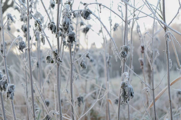Hoarfrost'ta yapraklar. Sonbaharda hoarfrost. Güneşli bir sabahta soğuk hava. Soğuk sonbahar. Buzlu çimen.