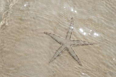 Deniz yıldızı altında nature kuma