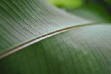 yeşil muz yaprak - yumuşak odak yakın çekim