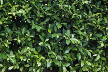 Gün ışığında yeşil yaprak arka plan