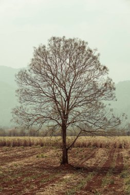 Yalnız kuru ağaç alanında