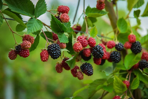 Blackberry New Harvest Juicy Ripe Blackberry Bush Garden Macro — стоковое фото