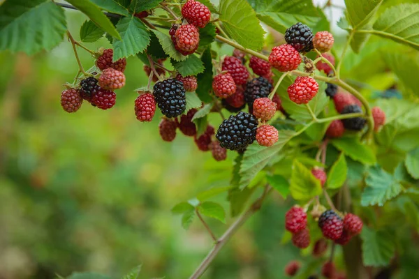ブラックベリー 新しい収穫は ジューシーな完熟ブラックベリー果実庭マクロでブッシュ — ストック写真