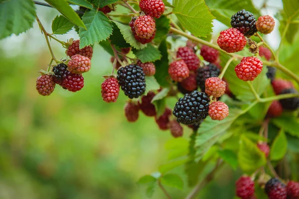 Blackberry New Harvest Juicy Ripe Blackberry Bush Garden Macro — стоковое фото