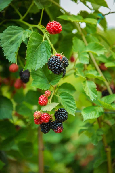 Brombeere Neue Ernte Saftige Reife Brombeeren Einem Strauch Garten — Stockfoto