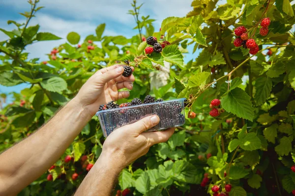 Blackberry New Harvest Juicy Ripe Blackberry Berries Bush Garden Macro — Stock Photo, Image