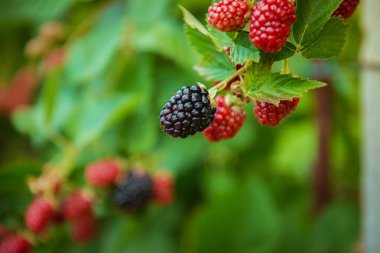 BlackBerry, yeni hasat. Organik meyve. Taze hasat meyve ile çiftçiler el.