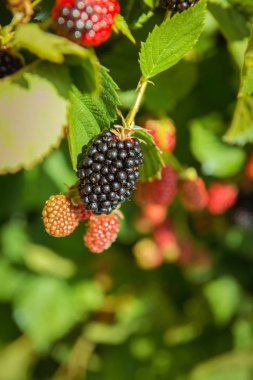 çalılar olgun taze böğürtlen, yeni ürün