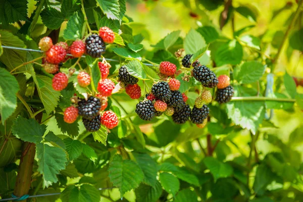 Sträucher Reife Frische Brombeeren Neue Ernte — Stockfoto