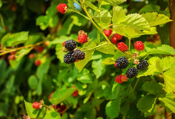 Sträucher Reife Frische Brombeeren Neue Ernte — Stockfoto