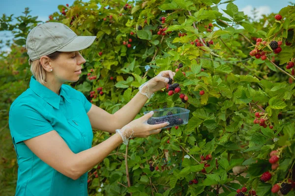 Świeżych Organicznych Blackberry Organiczne Owoce Ręce Rolników Świeżo Zebranych Owoców — Zdjęcie stockowe
