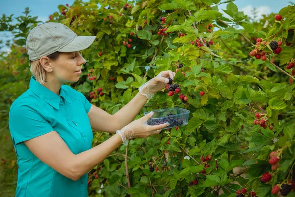 Fresco Mora Orgánica Fruta Orgánica Campesinos Manos Con Fruta Recién —  Fotos de Stock