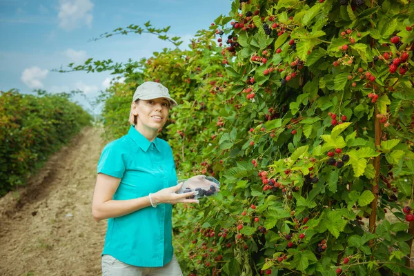 Mûre Biologique Fraîche Fruits Biologiques Mains Fermiers Avec Des Fruits — Photo