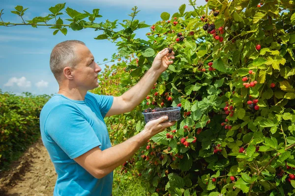 Organic Fruit Farmers Hands Freshly Harvested Fruit — Stock Photo, Image