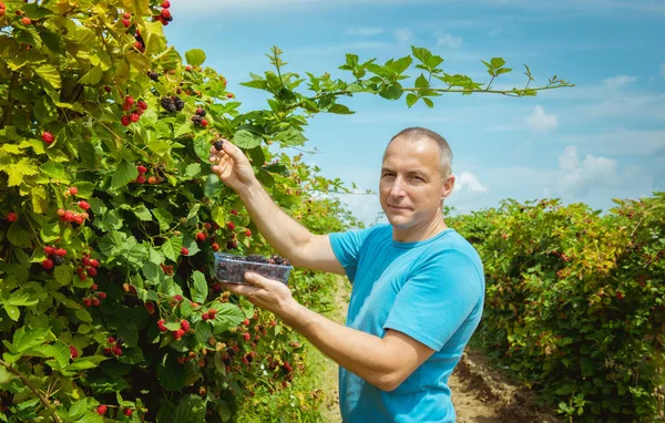 Organic Fruit Farmers Hands Freshly Harvested Fruit — Stock Photo, Image