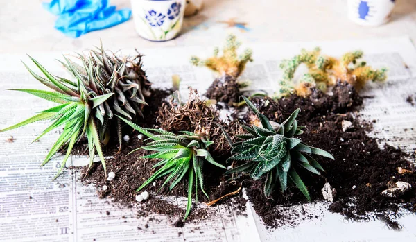 Cactus Een Pot Bloem Transplantatie Home Tuinieren — Stockfoto