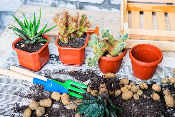 Cactus Een Pot Bloem Transplantatie Home Tuinieren — Stockfoto