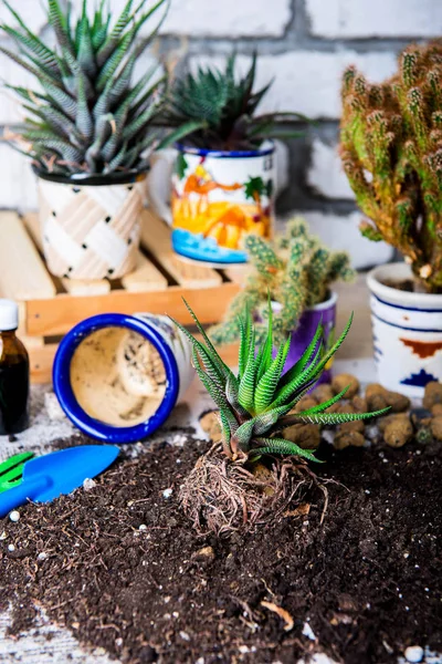 Cactus Een Pot Bloem Transplantatie Home Tuinieren — Stockfoto