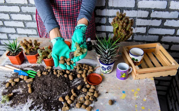 Vrouw Tuinders Hand Transplanteren Cactussen Vetplanten Cementpotten Houten Tafel Begrip — Stockfoto