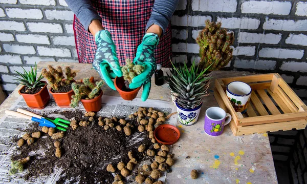 Vrouw Tuinders Hand Transplanteren Cactussen Vetplanten Cementpotten Houten Tafel Begrip — Stockfoto