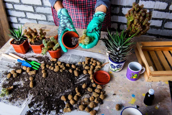 Woman Gardeners Hand Transplanting Cacti Succulents Cement Pots Wooden Table — Stock Photo, Image