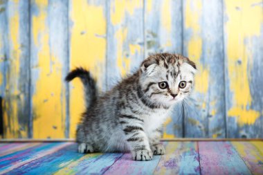 Şirin tabby yavru kedi, İskoç Fold 